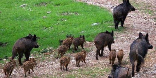 Obavijest o izgonu divljači na području naselja Veleševec