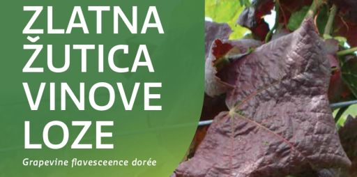 Spriječimo daljnje širenje zlatne žutice i propadanje vinograda